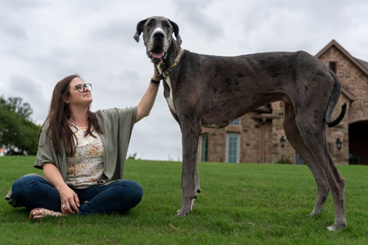 Descubre la vida del gran danés más alto del mundo: Zeus y su hogar en Texas