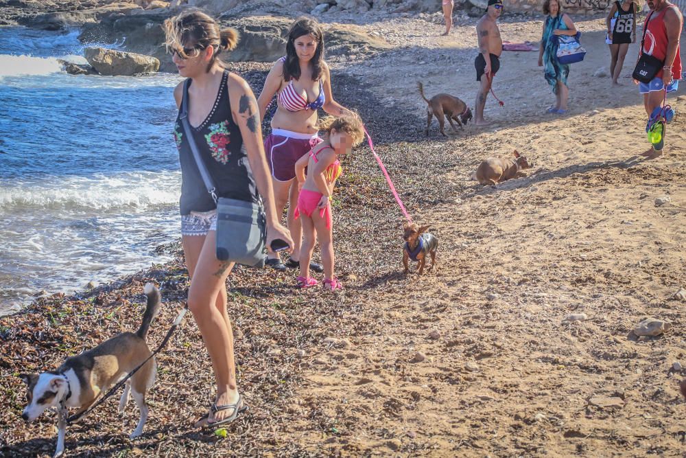 Docenas de usuarios de las playas acompañados de sus perros acudieron a Punta Margallo a pedir respeto y civismo en estos tramos litorales tras los "actos de sabotaje" de las señalizaciones