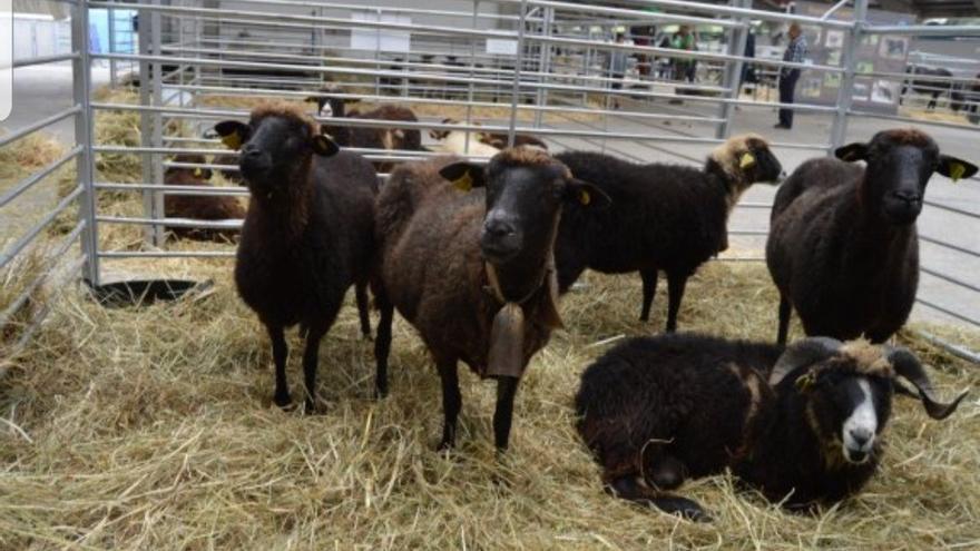 Onís celebra un concurso de oveya xalda en el certamen del gamoneú