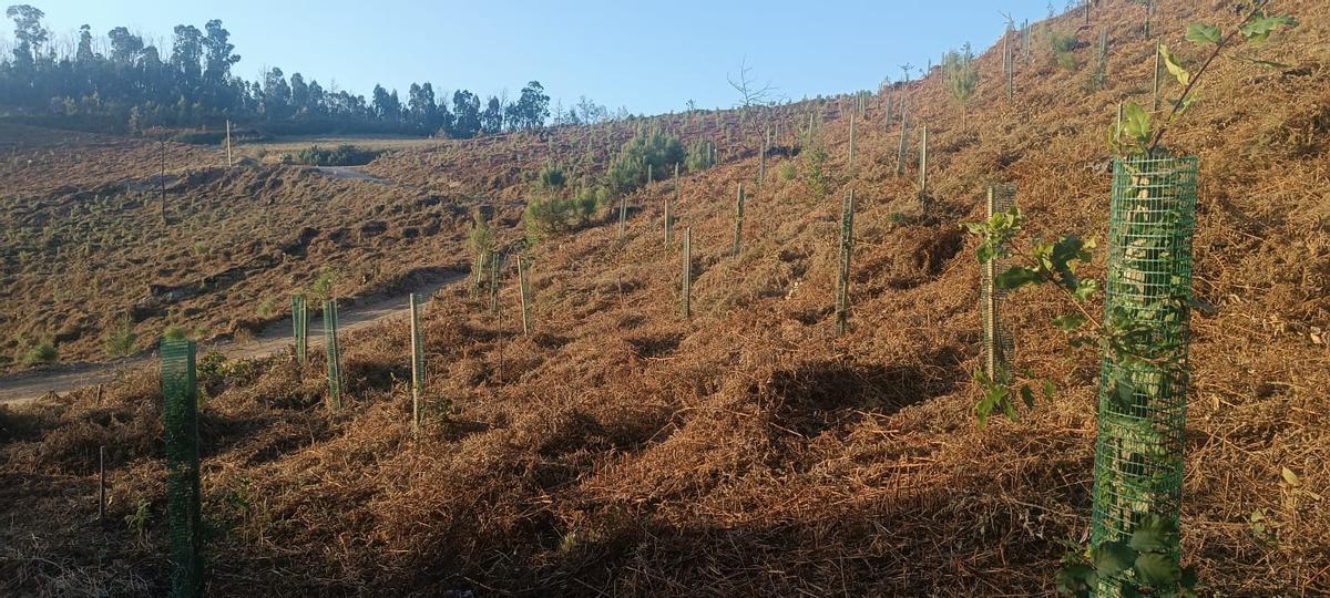 Una de las zonas plantadas.