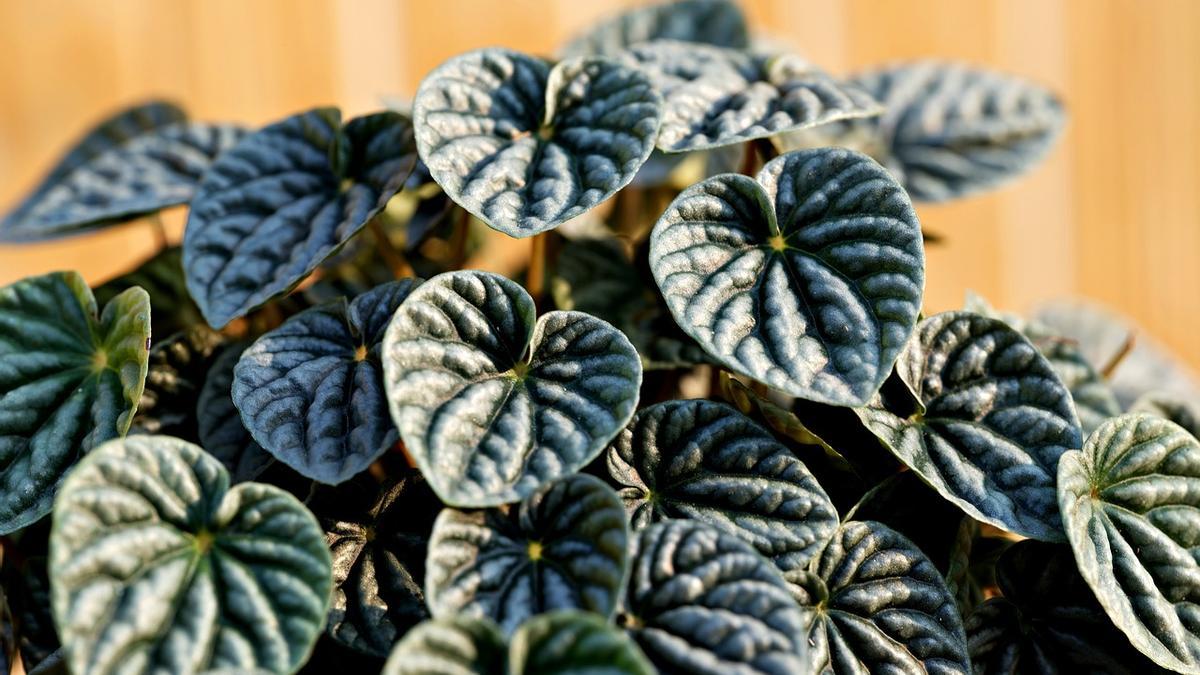 Peperonia: la planta con forma de corazón que no puede faltar en tu casa.