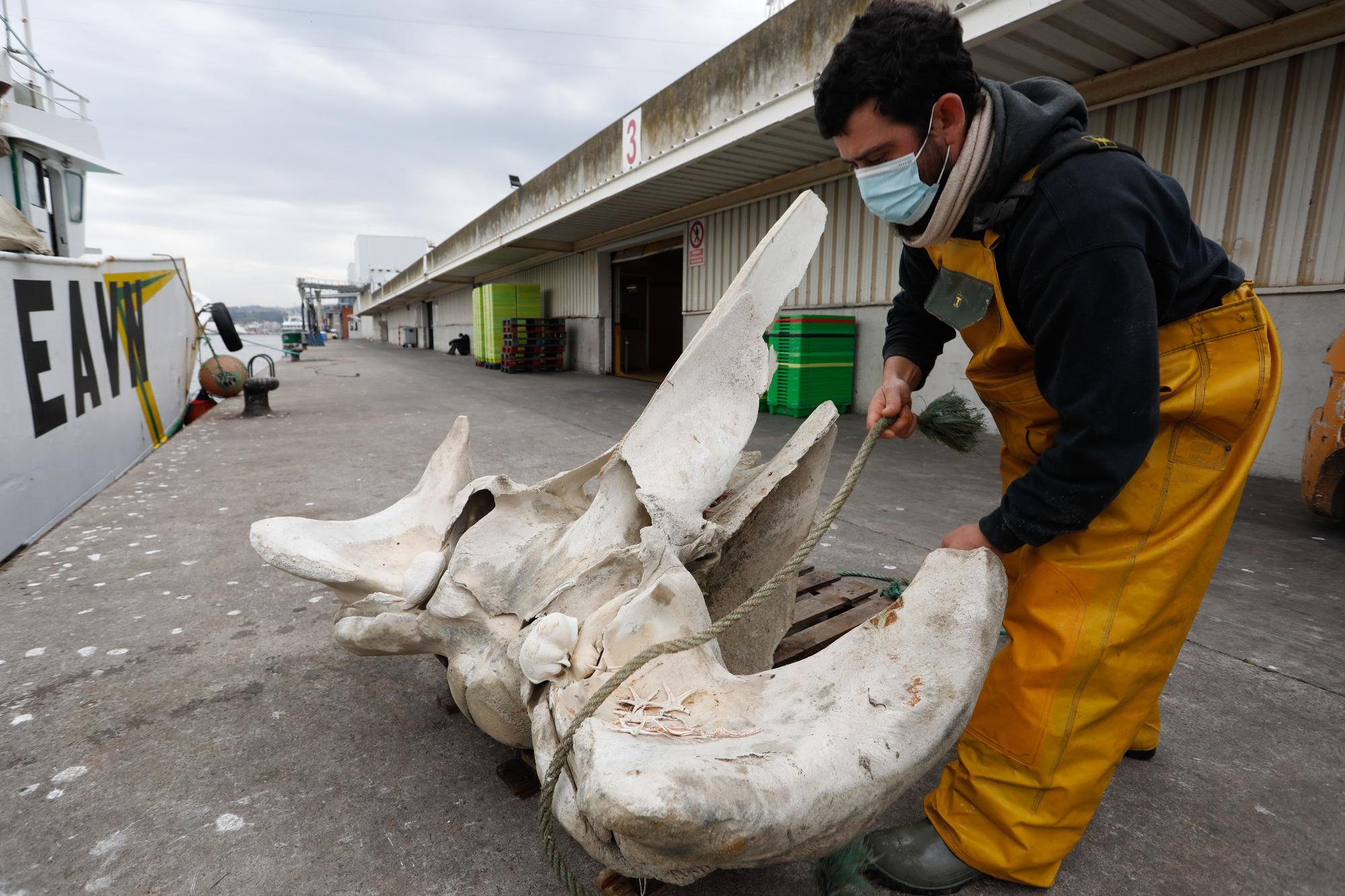 Hallazgo entre las redes: "pescan" restos de una ballena a 20 millas de Avilés