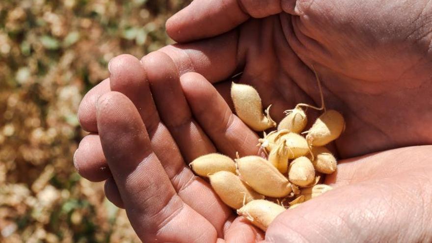 Adiós a la campana de la cocina: el invento que no exige tanta limpieza y  es tendencia en España