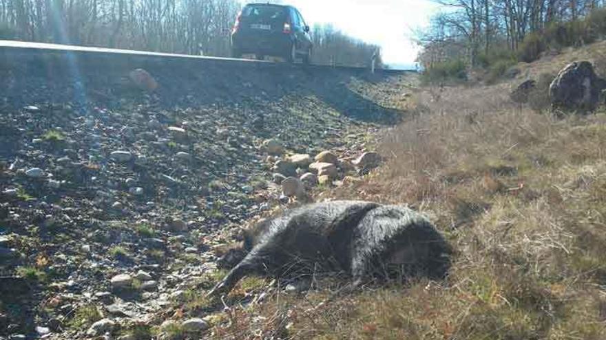 Jabalina tendida en una de las márgenes de la carretera nacional 525, entre Mombuey y Valdemerilla.