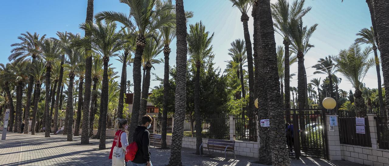 Huertos de palmera en Elche, junto al colegio al que le dan nombre