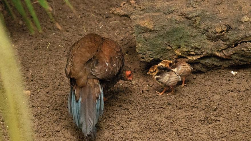 Nacen en Bioparc Fuengirola dos polluelos de faisán de Edwards, una especie extinta en su hábitat
