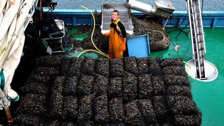 Descarga de mejillón para el mercado de fresco, tanto nacional como francés, en el muelle de Vilanova de Arousa, ayer.  // Iñaki Abella