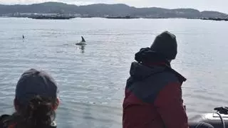 'La caza del atún rojo explica el comportamiento de las orcas con los veleros'