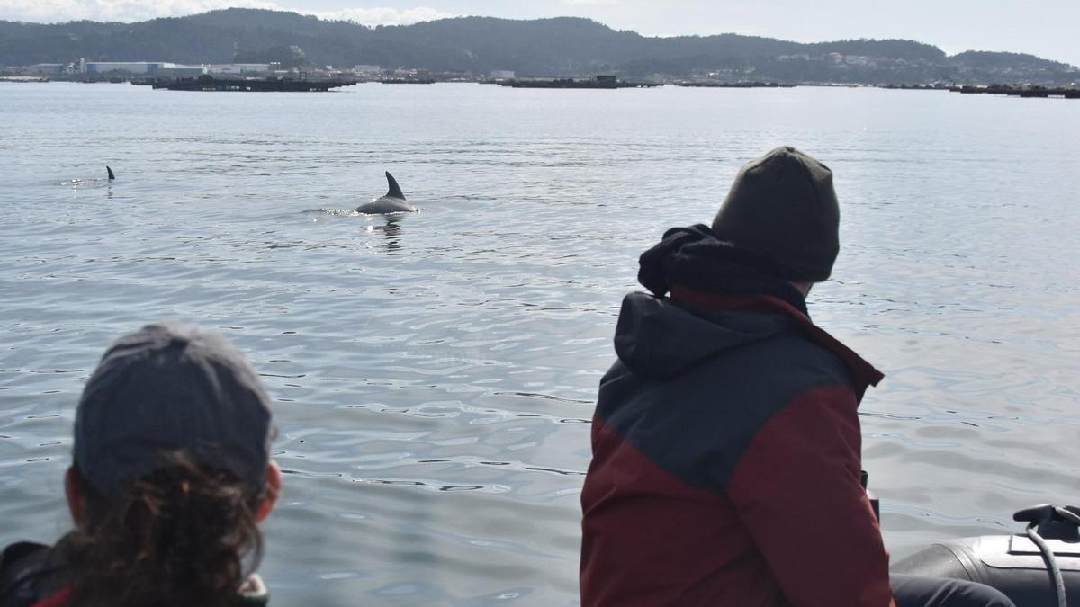 Miembros del BDRI realizando un seguimiento de mamíferos marinos en Arousa.