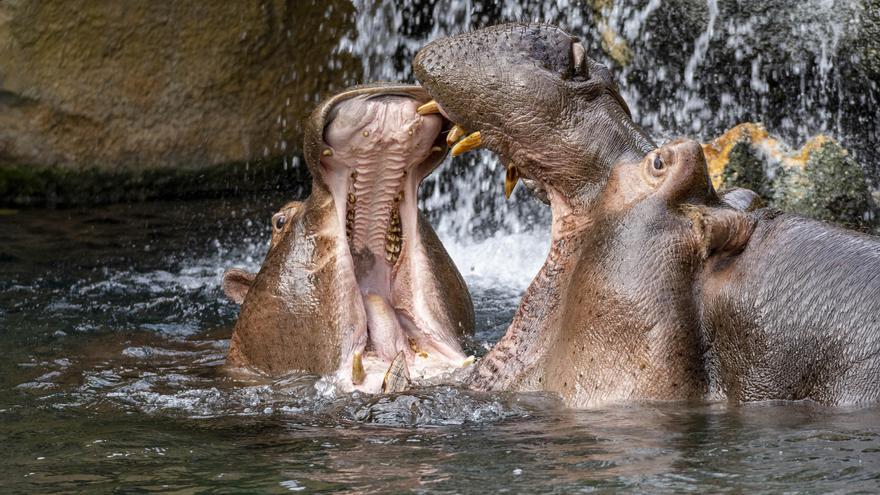 Archivo - Hipopótamos padre e hijo en Bioparc