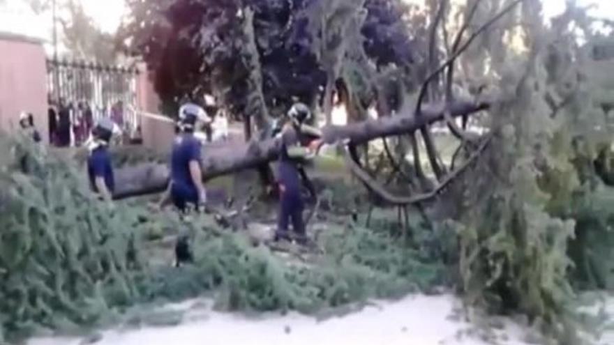 Una niña resulta herida al caer un árbol en el Parque del Retiro de Madrid