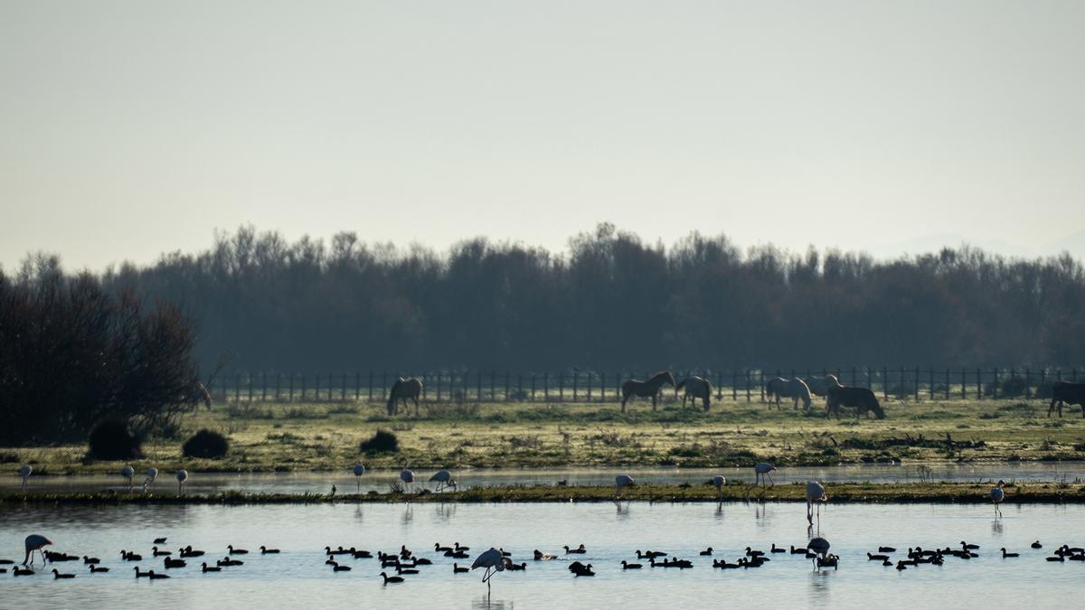 Aves y caballos en el Parque Natural de Doñana.