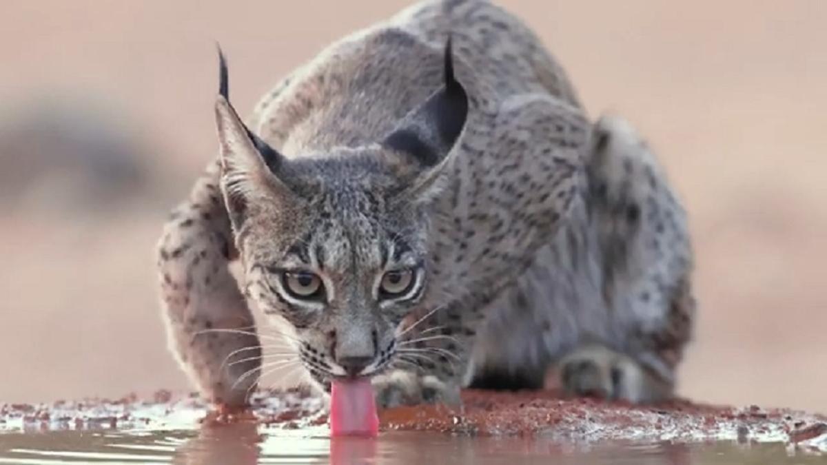Lince ibérico en plena naturaleza