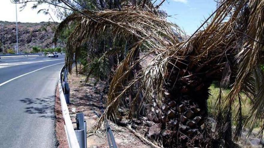 Más de mil palmeras desaparecen de la autopista del Sur por falta de riego