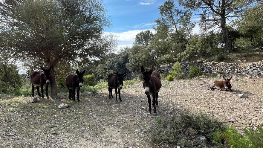 Los animales, antes de su traslado a Natura Parc.