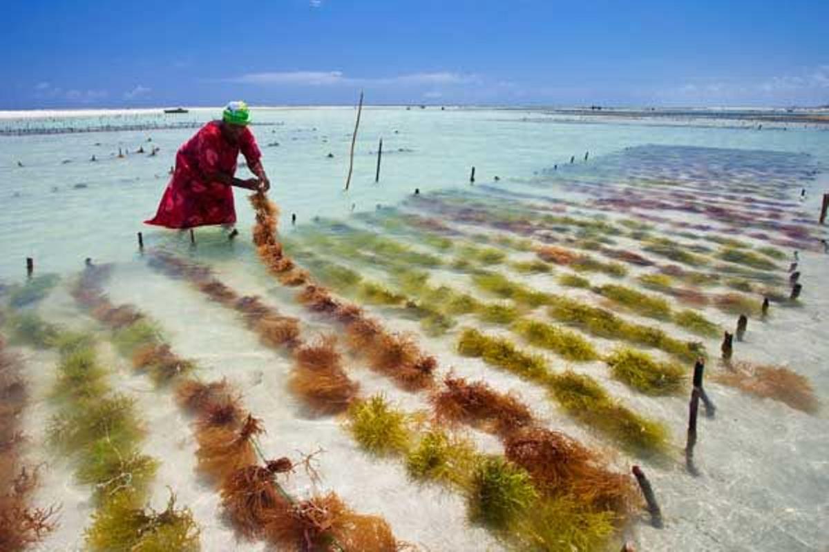 El cultivo de algas es una actividad típica de Zanzibar. En la foto, playa de Pwani Mchangani.