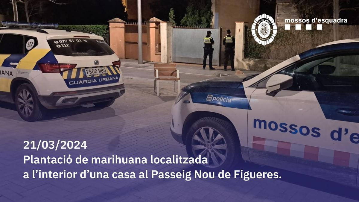 Desmantellen un cultiu de marihuana de més de 500 plantes en una casa de Figueres i detenen tres persones