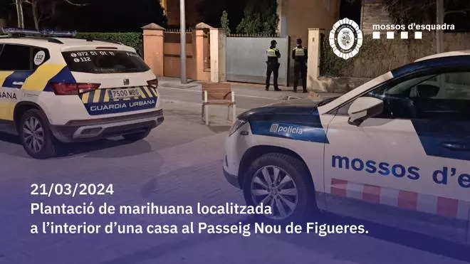 Desmantellen un cultiu de marihuana de més de 500 plantes en una casa de Figueres i detenen tres persones