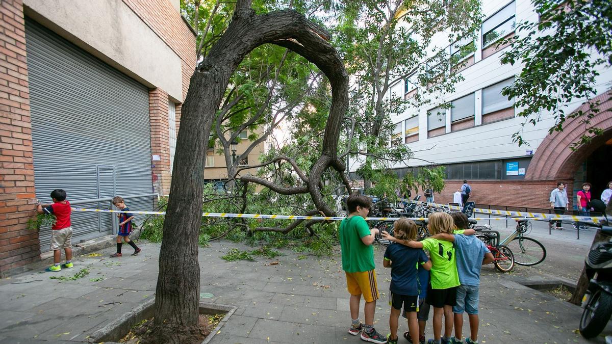 Barcelona 18/09/23. Árbol caído Justo delante escuela Jujol, en c. riera de sant Miquel 41. de gracia . Foto de Maite Cruz