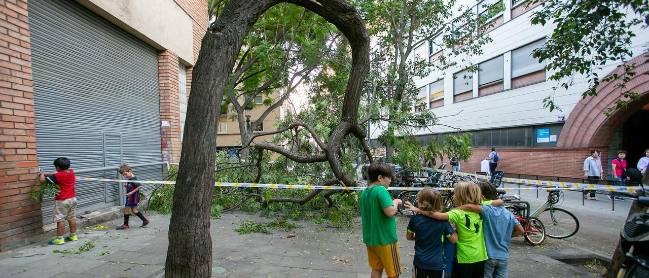 Árbol caído delante escuela Jujol, en el distrito de Gràcia, en Barcelona.