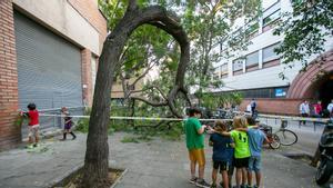 Árbol caído delante escuela Jujol, en el distrito de Gràcia, en Barcelona.
