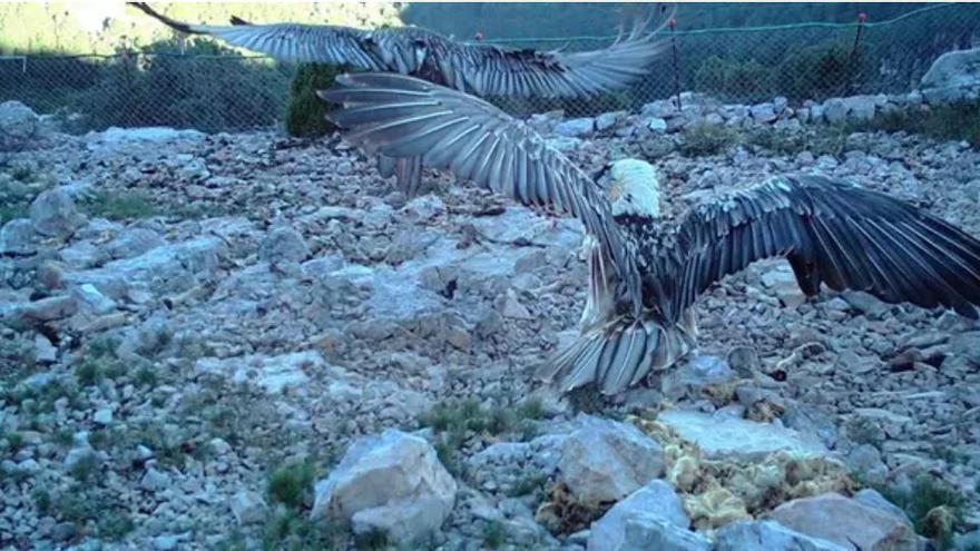 El quebrantahuesos regresa a la Tinença un siglo después