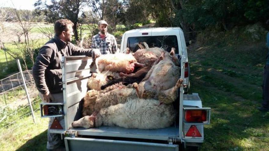 El propietari del ramat, retirant les ovelles mortes