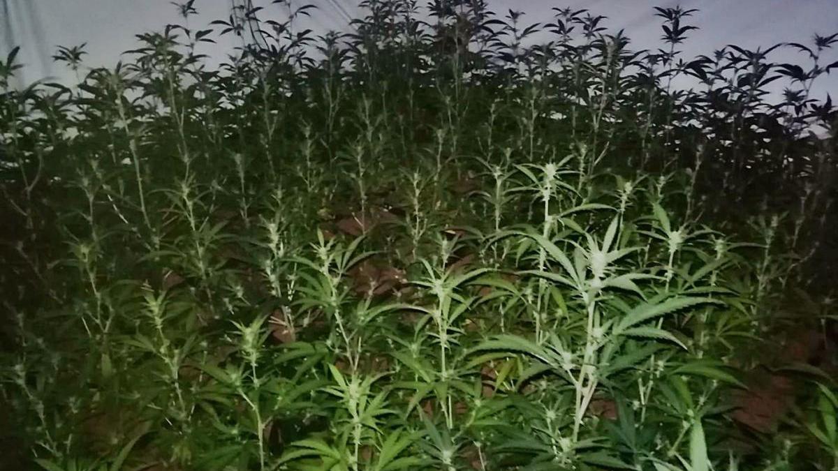 La plantació de marihuana localitzada en una casa de Santa Cristina d&#039;Aro.