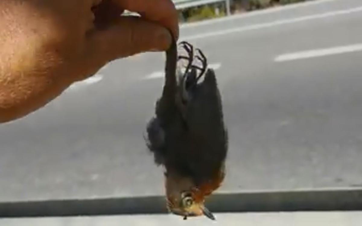 pajaro pajaro