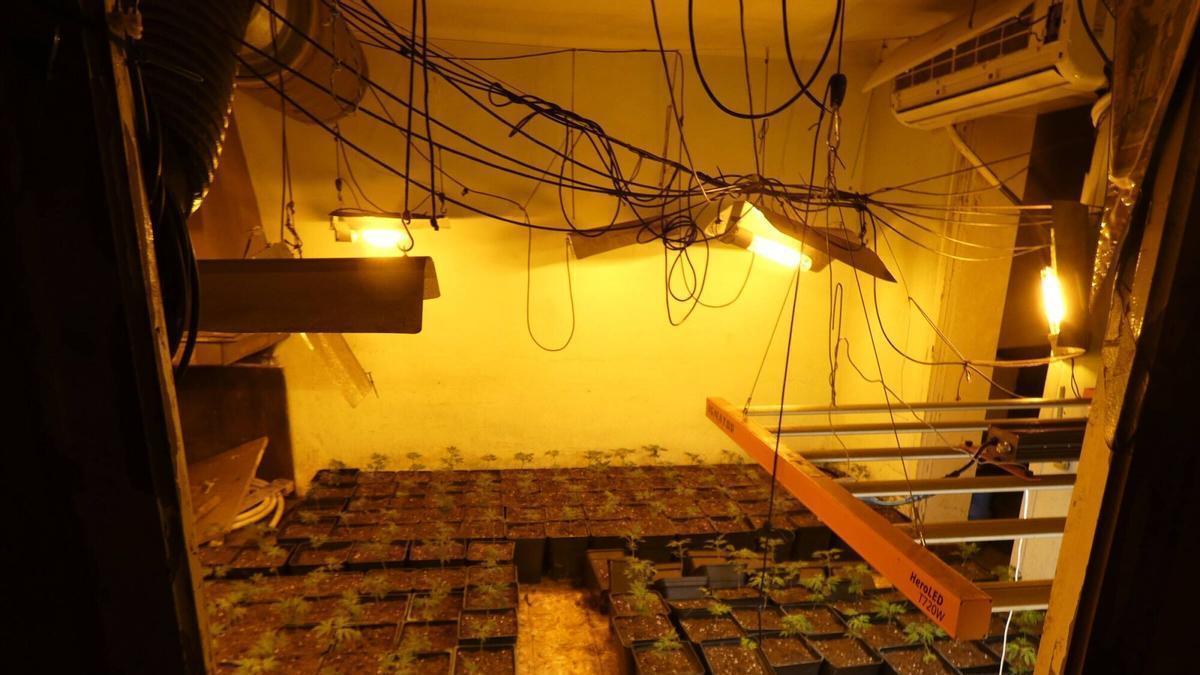 Les imatges de la plantanció de marihuana de Llagostera