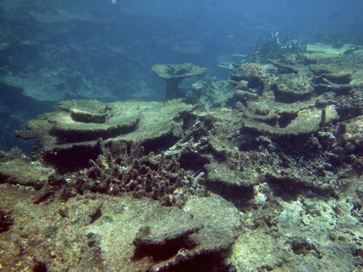 La reserva de coral més gran del món situada a Austràlia s’està destruint pels canvis climàtics. Els investigadors calculen que en la pròxima dècada se’n podria perdre fins a un 5%.