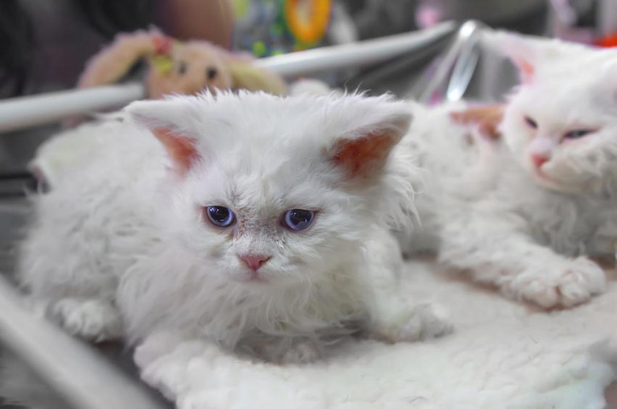 Selkirk rex Selkirk rex