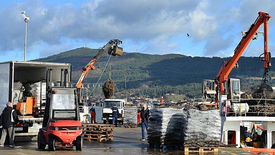 Intenso movimiento de camiones en la dársena de Moaña.   | // G.N.