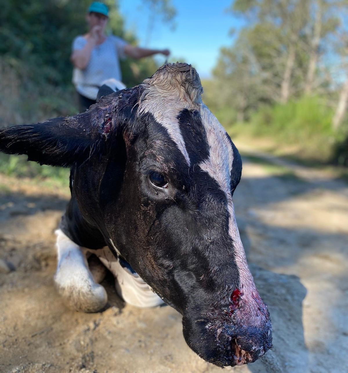 Un vaca de A Granxa de Vázquez herida por el lobo