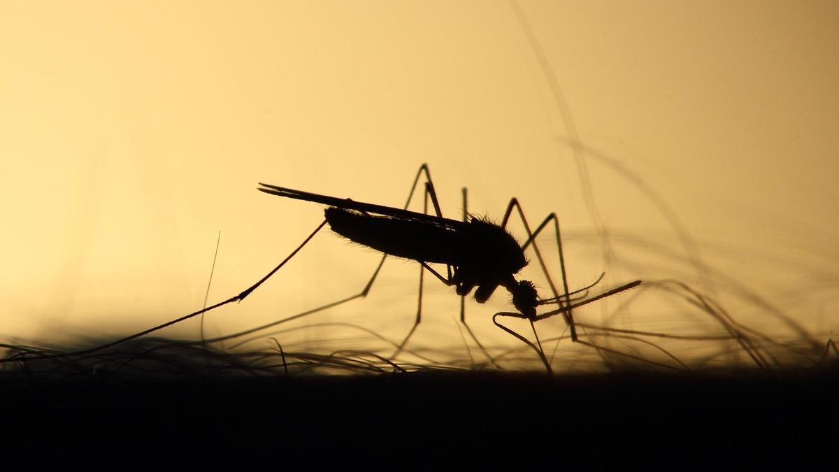 Las diferencias entre un mosquito tigre y uno común.