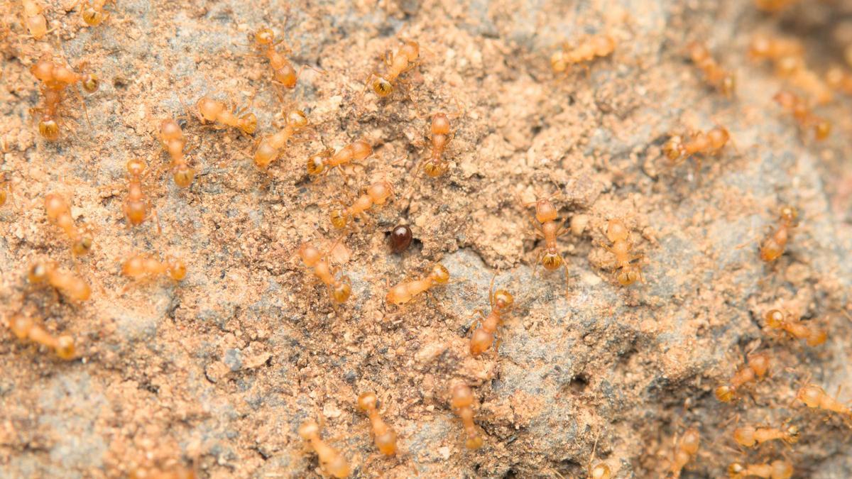 Una colonia de hormigas pequeñas de fuego hallada al sur de Tenerife.