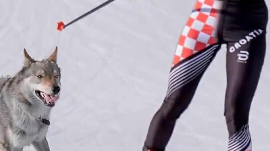 Un perro lobo se cuela en el final de la prueba de esquí de fondo de los JJ.OO. de Invierno