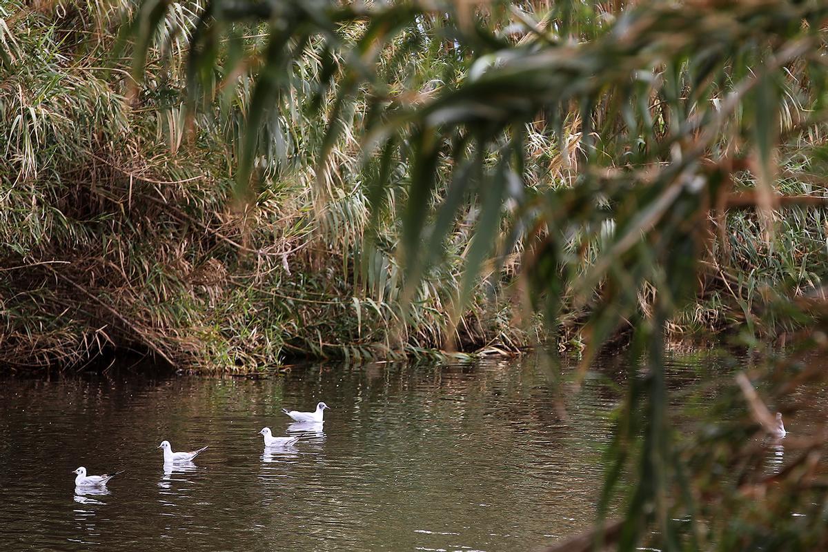 Refugio de la biodiversidad en el rio Besòs