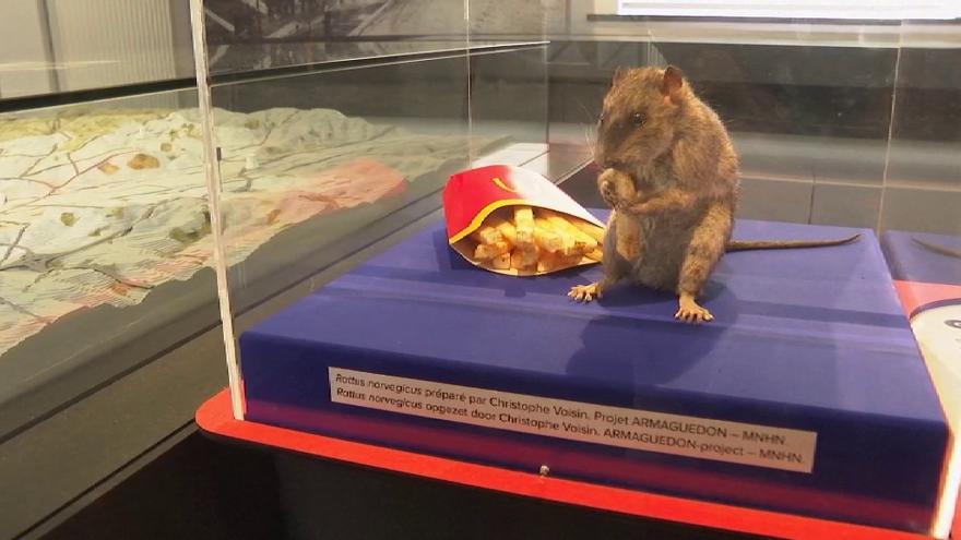 El Museo del Alcantarillado de Bruselas desvela la vida oculta de las ratas y su papel en el entorno urbano