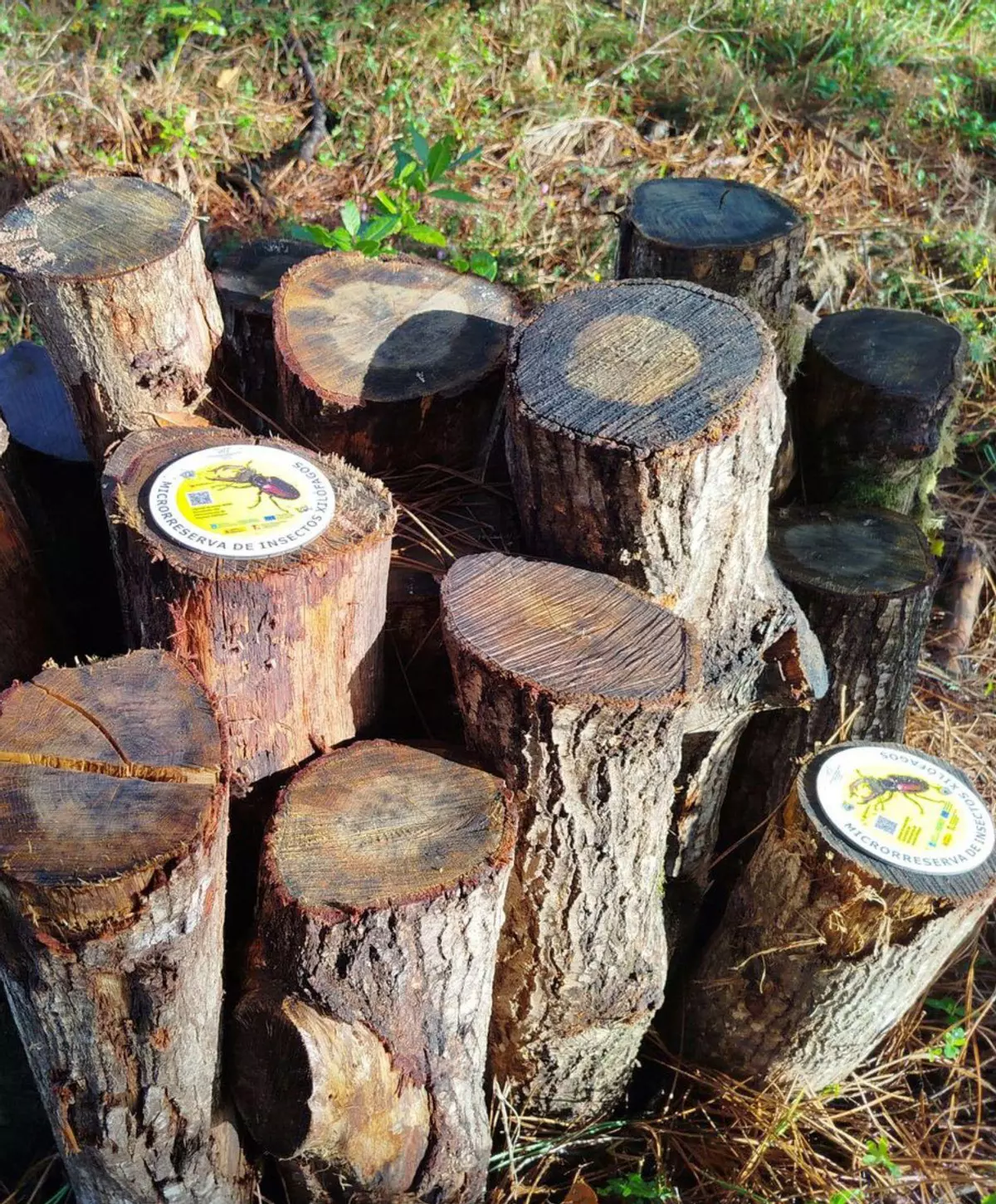 Pirámides de madera, reserva de «vacalouras»