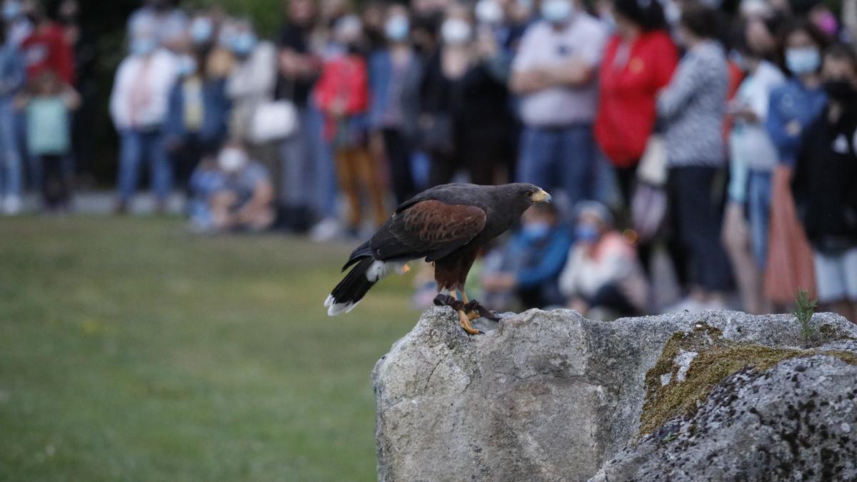 Espectáculo nocturno en el Jardín Botánico Atlántico de Gijón