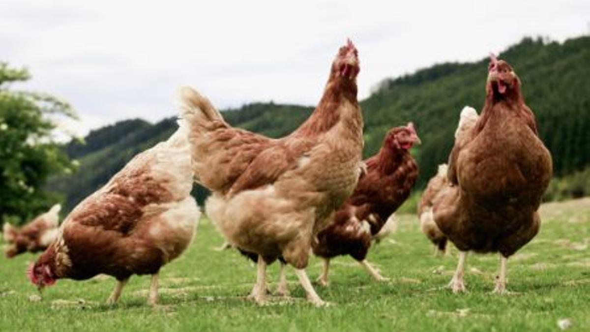 Gallinas sueltas en una explotación avícola, en una imagen de archivo.