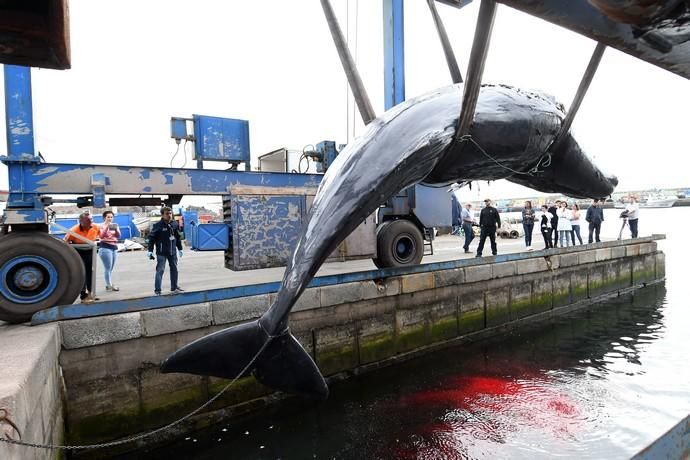 14/03/2019 TALIARTE. TELDE. Recogida del cachalote varado en la costa de Telde.   Fotografa: YAIZA SOCORRO.