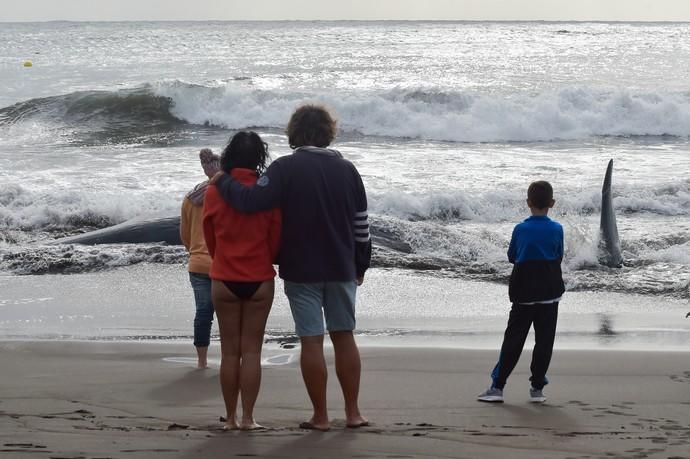 02-02-2019 TELDE. Cachalote muerto varado en la playa de Melenara. Fotógrafo: ANDRES CRUZ