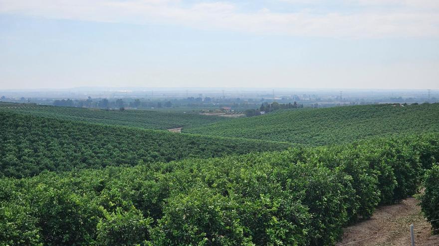 Naranjos en la Vega del Guadalquivir, en terrenos regados con aguas de la Comunidad de Regantes del Viar (Foto: Ministerio de Agricultura, Pesca y Alimentación)