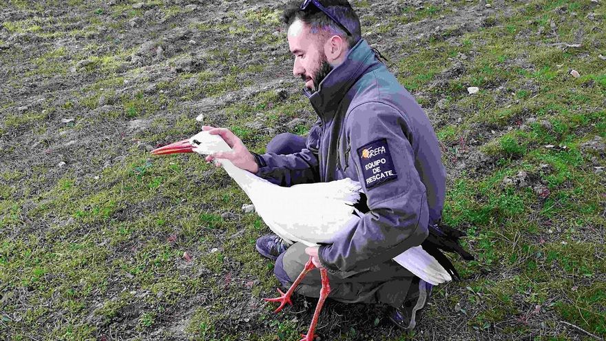 Este es el hospital de animales salvajes que recibe casi 6.500 ejemplares al año
