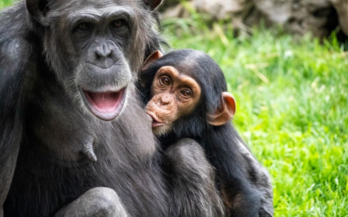 La cría de chimpancé Cala en la selva ecuatorial de Bioparc Valencia.