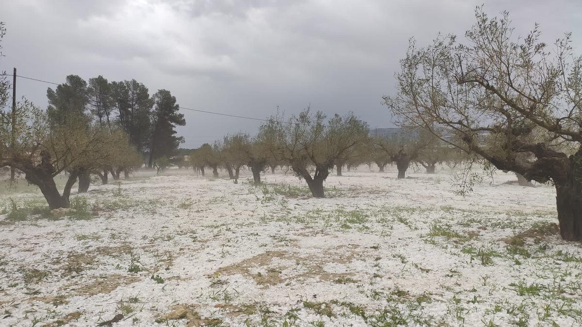 Oliveras en Camporrobles, tras las heladas de hace unos días