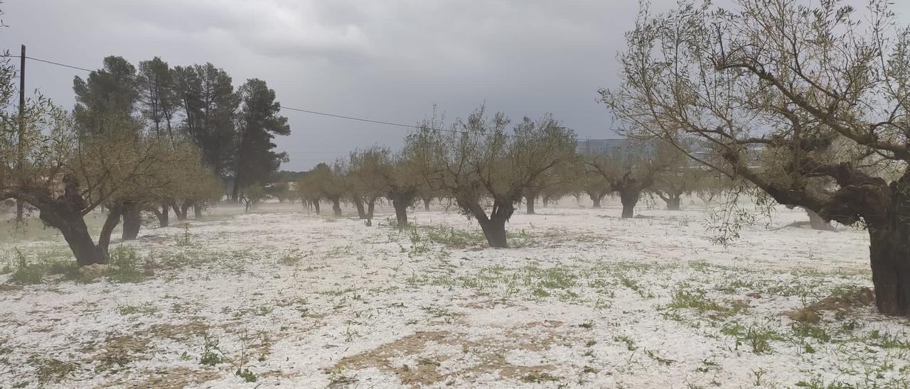 Oliveras en Camporrobles, tras las heladas de hace unos días