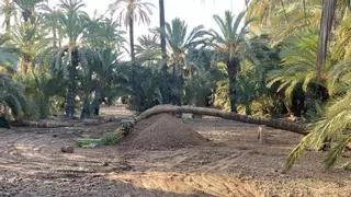 Operarios de Parques y Jardines replantan la Pipa de Sempere para garantizar su supervivencia